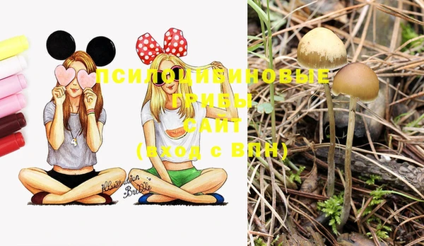 PSILOCYBIN Осташков